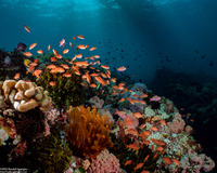 Pseudanthias squamipinnis (Scalefin Anthias)