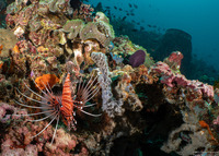 Pterois antennata (Spotfin Lionfish)