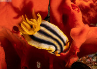 Chromodoris joshi (Pumpkin Chromodoris)
