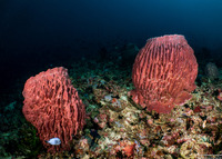 Xestospongia testudinaria (Barrel Sponge)