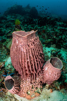 Xestospongia testudinaria (Barrel Sponge)