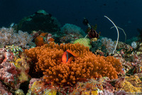 Entacmaea quadricolor (Bubble-Tip Anemone)