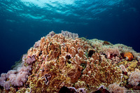 Montipora sp.1 (Montipora sp.1)