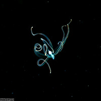 Cerianthus sp.2 (Tube-Dwelling Anemone)