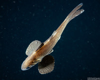 Polydactylus sp.1 (Threadfin)