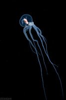 Wunderpus photogenicus (Wunderpus)