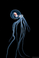 Wunderpus photogenicus (Wunderpus)