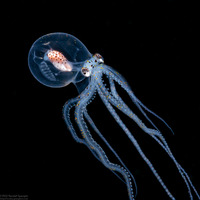 Wunderpus photogenicus (Wunderpus)