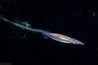 Sthenoteuthis oualaniensis (Purple Back Flying Squid)