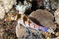 Cirrhitichthys falco (Dwarf Hawkfish)