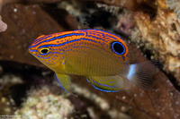 Pomacentrus bankanensis (Speckled Damsel)