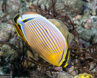 Chaetodon lunulatus (Redfin Butterflyfish)