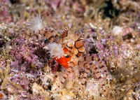 Lybia tesselata (Mosaic Boxer Crab)
