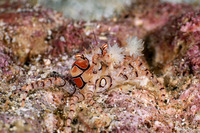 Lybia tesselata (Mosaic Boxer Crab)