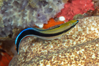 Labroides dimidiatus (Bluestreak Cleaner Wrasse)