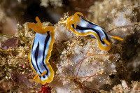 Chromodoris strigata (Streaked Chromodoris)
