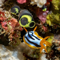 Chromodoris strigata (Streaked Chromodoris)