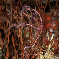 Ophiothrix purpurea (Dark Red-Spined Brittle Star)