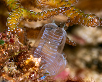 Clavelina sp.8 (Clavelina sp.8)