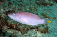 Oxycheilinus unifasciatus (Ringtail Wrasse)