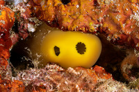 Molgulidae sp.1 (Phlebobranch Ascidian)