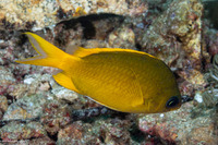 Chromis analis (Yellow Chromis)