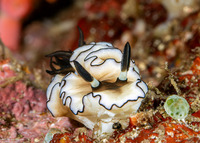 Doriprismatica atromarginata (Dark Margin Glossodoris)