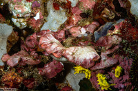 Peyssonnelia iridescens (Peyssonnelia Iridescens)