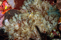 Entacmaea quadricolor (Bubble-Tip Anemone)