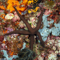Nardoa galatheae (Brown Mesh Sea Star)