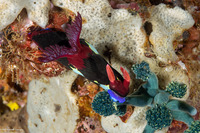 Nembrotha chamberlaini (Chamberlain's Nembrotha)