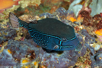 Ostracion solorense (Solor Boxfish)