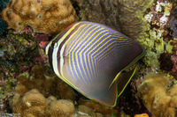 Chaetodon baronessa (Eastern Triangular Butterflyfish)
