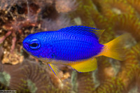 Pomacentrus coelestis (Neon Damsel)