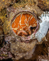 Thylacodes grandis (Grand Coral Worm Snail)