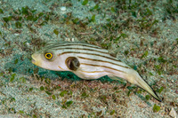 Arothron manilensis (Striped Puffer)