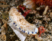 Dermatobranchus caeruleomaculatus (Blue-Spotted Dermatobranchus)