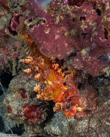 Dendrochirus brachypterus (Shortfin Lionfish)