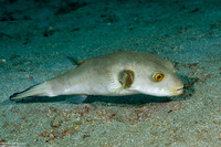 Arothron immaculatus (Immaculate Puffer)