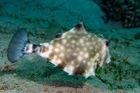 Tetrosomus gibbosus (Humpback Turretfish)