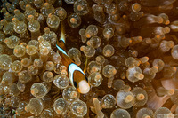 Entacmaea quadricolor (Bubble-Tip Anemone)