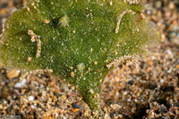 Costasiella kuroshimae (Kuro Sapsucking Slug)