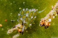 Costasiella kuroshimae (Kuro Sapsucking Slug)