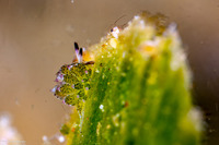 Costasiella kuroshimae (Kuro Sapsucking Slug)