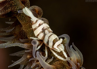 Pontonides ankeri (Barred Wire Coral Shrimp)