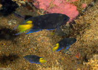 Neopomacentrus azysron (Yellowtail Demoiselle)