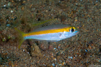 Scolopsis aurata (Yellowstripe Monocle Bream)
