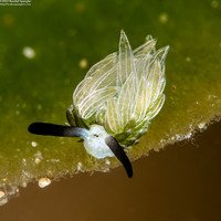 Costasiella usagi (Rabbit Costasiella)