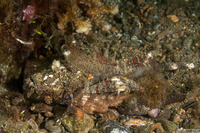 Inimicus didactylus (Spiny Devilfish)