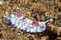 Goniobranchus hintuanensis (Goniobranchus Hintuanensis)